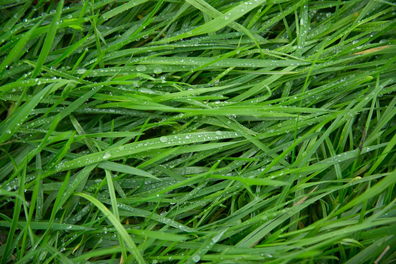 Top 5 Techniques for Eco-Friendly Weed Control